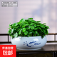 銅錢草盆栽水培室內綠植水養(yǎng)金錢草辦公桌面寓意盆景好養(yǎng)植物送禮 年年有余青瓷(8寸)銅錢草+營養(yǎng)液