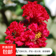 紫薇樹(shù)苗地栽紅火箭紫薇花樹(shù)苗庭院花卉綠化工程樹(shù)苗盆栽耐寒植物 國旗紅3公分粗 【高1.3-1.4米】
