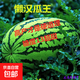水果套餐草莓圣女果羊角蜜西瓜陽臺盆栽農(nóng)家田園瓜種大全各種各樣 懶漢瓜王西瓜種子1包約50粒