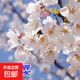 櫻花樹苗早櫻晚櫻花苗庭院陽臺(tái)盆栽地栽工程綠化苗木行道樹 早櫻2.5cm粗【當(dāng)年開花】