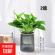 【綠蘿盆栽帶精致南瓜儲(chǔ)水盆】吸甲醛凈化空氣水培綠植物花卉好養(yǎng) 【搶手2盆】綠蘿+輕奢灰色繁星吸水盆 整體含盆高度20-25cm