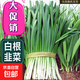 【四季蔬菜種子】菠菜孔雀菜菜心小香蔥萵筍韭菜大白菜上海青茴香 791雪韭王正品約750粒3包