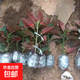 竹節海棠花卉盆栽大葉斑點(diǎn)易活四季陽(yáng)臺觀(guān)葉秋海棠木本綠植物好養 3年竹節2顆【不含盆】