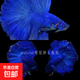 【泰國進(jìn)口精品斗魚(yú)】觀(guān)賞魚(yú)苗金魚(yú)熱帶好養耐活體淡水半月婚紗魚(yú) S級*藍色公下單送魚(yú)食