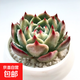【八方聚財多肉組合】吉娃娃熊童子紅寶石吸財樹經(jīng)典系列室內(nèi)盆栽 吉娃娃