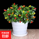 四季常青金魚花吊蘭盆栽室內(nèi)綠植花卉多肉植物發(fā)財(cái)樹好養(yǎng)易活客廳 金魚吊蘭21-29棵+白螺紋盆