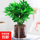 驅蚊竹柏水培植物盆栽綠蘿花卉室內花卉辦公室綠植發(fā)財樹(shù)吸甲醛 竹柏10株+圓柱玻璃瓶+陶粒
