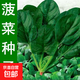 四季蔬菜種子大全菠菜香菜生菜油麥菜莧菜雞毛菜芹菜矮腳黃蔬菜籽 紅根菠菜種子1包約1100粒