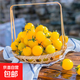 夏日陽光小番茄黃色圣女果千禧櫻桃水果小柿子 1斤