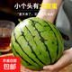 【手撕西瓜】正宗2k小糖丸西瓜薄皮西瓜新鮮采摘產(chǎn)地直發(fā)包郵 西瓜 小糖丸1.5-2斤