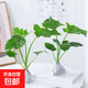 春羽綠植盆栽 室內(nèi)客廳花卉水養(yǎng)水培好養(yǎng)辦公室綠蘿春雨水培植物 大葉春雨2顆（含根整體高度10-20厘米）