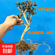 可食用金銀花樹(shù)苗濃香四季開(kāi)花卉盆栽陽(yáng)臺庭院爬藤植物老樁帶花苞 金銀花苗3年苗一顆紅色30-40cm