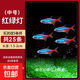 紅綠燈小型熱帶觀賞魚寶蓮燈燈科魚孔雀魚斑馬魚淡水群游好養(yǎng)耐活 1.5-2cm 紅綠燈20條送5條備損
