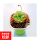 捕蠅草豬籠草食蟲(chóng)草食人花驅蚊草捕蚊草超大捕蟲(chóng)草趣味植物盆栽 錦地羅茅膏菜 吸水盆栽好發(fā)貨