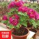 正宗洛陽(yáng)牡丹花苗盆栽精品觀賞牡丹苗四季室外陽(yáng)臺(tái)花卉大苗多花 花王(2到4分叉) 裸根不帶土