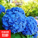 繡球花苗盆栽庭院花八仙花盆栽繡球花大苗無盡夏繡球室卉室外庭院 藍?！?號】原土發(fā)貨【當年開花】