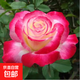 月季特大花濃香花苗老樁大苗大花特大月季花盆栽四季玫瑰花樹苗 紅雙喜【特大花濃香】