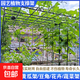 園藝花架黃瓜爬藤架子葡萄架子庭院戶(hù)外月季植物固定支撐桿蔬菜架 加厚款直徑11mm長(cháng)度150cm(10支）