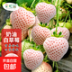 蔬菜種子大全山東壽光種籽春秋四季盆栽草莓油菜菠菜生菜白菜秋葵 彩虹田奶油白草莓種子150粒
