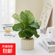 辦公室桌面室內(nèi)綠植小盆栽奶油風(fēng)擺件四季好養(yǎng)室內(nèi)吸甲醛凈化空氣 青蘋果竹芋+米色提拉米蘇陶瓷盆+鋪面石