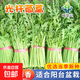 矮生紅番茄種子奶白菜上海青光桿茼蒿割茬茴香黃心烏塌菜種籽菜籽 光桿茼蒿種子10克