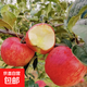 云南高原華碩蘋(píng)果 酥脆多汁 細膩果肉無(wú)渣 脆甜爽口甜蜜爆汁青麥 4.5斤中果【70-79mm】泡沫托