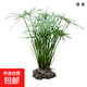 水竹風(fēng)車(chē)草挺水生植物魚(yú)缸造景養龜池塘真草凈化水質(zhì)盆栽旱傘草 水竹【12-15棵】20-30cm