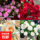 瑞典女王月季夏季耐曬灌木月季帶花苞四季開花玫瑰大苗陽(yáng)臺(tái)庭院 天河+卡羅拉+蜜桃+婚禮四顆原盆原土發(fā)貨