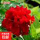 木槿樹(shù)苗庭院綠籬圍墻花卉植物紫木槿樹(shù)苗室內盆栽重瓣大花 紅花木槿直徑2厘米 81cm(含)-110cm(含)