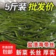 鮮海帶 鹽漬海帶絲 海帶涼拌菜鮮嫩 鹽漬海帶絲2.5kg