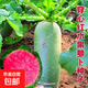 【四季爆款】蘿卜種子種籽蘿卜大全陽(yáng)臺四季盆栽蔬菜種子 冰糖紅心蘿卜種子1包約300粒