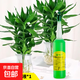 觀(guān)音竹發(fā)財樹(shù)水培植物土培營(yíng)養液百合竹植物富貴招財花卉綠植盆栽 小支營(yíng)養液35mL