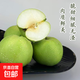 河北青皮蜜梨 酥脆多汁 新鮮采摘 產(chǎn)地直發(fā) 整箱包郵 凈重5斤 單果200g+