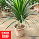 龍血樹客廳綠植多頭龍須樹龍鐵樹旺宅辦公室內(nèi)大型龍鐵樹植物盆栽 單桿龍須樹1顆【60-70cm】原土發(fā)貨