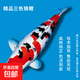 大型錦鯉活魚(yú)純種紅白三色淡水魚(yú)冷水魚(yú)觀(guān)賞魚(yú)好活易養招財魚(yú)魚(yú)苗 大正三色錦鯉17-20厘米3條
