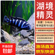 特藍斑馬魚(yú)觀(guān)賞魚(yú)三湖慈鯛馬鯛活體魚(yú)耐養易活中小型熱帶魚(yú)淡水魚(yú) 3-4cm三湖慈鯛-非洲藍斑馬5送1