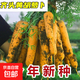 【冬季蘿卜】（京東配送）種子套餐菜種子陽(yáng)臺(tái)盆栽庭院易種秋冬季 黃胡蘿卜種子/包約300粒