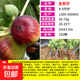 無(wú)花果樹(shù)苗格萊斯波姬紅無(wú)花果苗庭院陽(yáng)臺盆栽地栽果樹(shù)苗南北方種 金傲芬5年苗當年結果