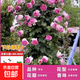 1.6米爬藤月季大苗蒂娜四季開花薔薇基地直發(fā)【買就送扦插小苗】 羅伊1.6米開花爆滿 送種植說明書