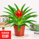 鴻運(yùn)當(dāng)頭盆栽大盆適合客廳擺放的花家養(yǎng)花卉植物室內(nèi)花好養(yǎng)活四季 鴻運(yùn)當(dāng)頭【簡易盆】+營養(yǎng)液 含盆