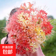 彼岸花種球曼珠沙華特大球紅花換錦石蒜大種球陽(yáng)臺花卉濃香郁金香 【精選大球當年開(kāi)花】混合色彼岸花 10球+送肥料 4-5cm