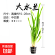 魚(yú)缸中后景草紐蘭寶塔宮廷紅綠菊蜈蚣草大水蘭蝴蝶小虎耳造景水草 大水蘭/杯