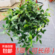 鉆石翡翠鉆石吊蘭室內花卉盆栽吊蘭盆栽花卉四季常青易活吊籃 大盆鉆石翡翠（送吊籃盆+掛鉤）