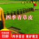 草皮真草坪種子帶泥土別墅花園綠化四季青果嶺草臺灣草草皮帶土 耐熱 耐寒 四季青草坪 1平方