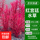 活體水草魚缸造景水草中柳丁香小圓葉宮廷血心蘭新手練手水草活體 紅宮廷1杯8-10棵