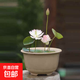 碗蓮種藕微型小荷花塊根莖帶芽苞水生植物迷你小蓮花苗室內外花卉 精品：2顆 處子落【種藕帶芽】中大苗