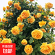爬藤植物藤本月季花苗四季花卉濃香型玫瑰盆栽庭院陽(yáng)臺薔薇花苗 黃金慶典 帶土發(fā)貨 50-70厘米高