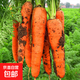 山東壽光蔬菜種子大全香菜菜種青菜番茄菠菜西瓜小蔥生菜菜籽 紅胡蘿卜種子500粒