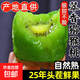 正宗陜西翠香獼猴桃水果新鮮當季整箱綠心彌猴桃徐香正宗奇異果 24枚單果80-100g