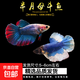 好養(yǎng)易活漂亮進(jìn)口寵物泰國(guó)斗魚活體觀賞魚淡水熱帶魚小型半月活魚 半月母斗魚1條